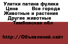 Улитки патина фулика › Цена ­ 10 - Все города Животные и растения » Другие животные   . Тамбовская обл.